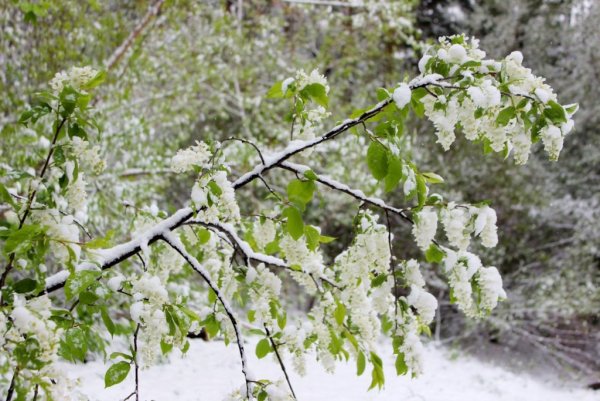 Весна в Сибири