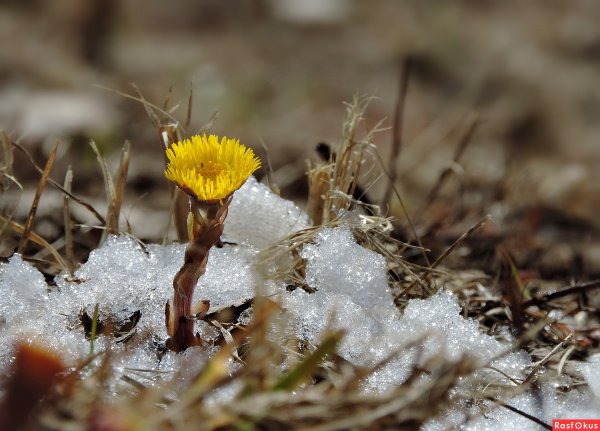Весенняя природа Сибири