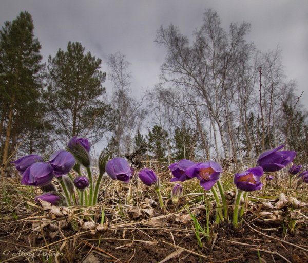 Весна в Сибири красоты