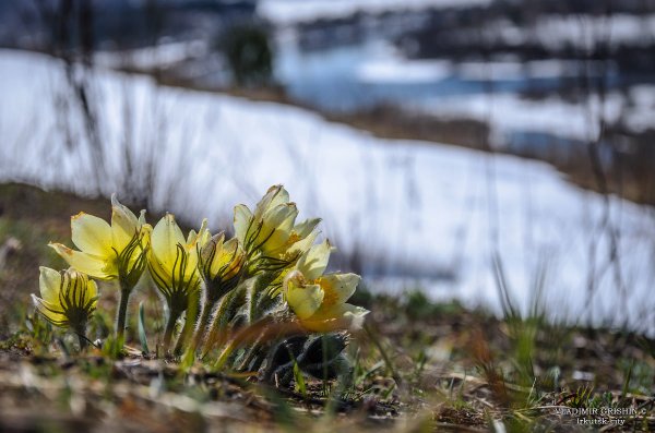 Подснежники на Байкале