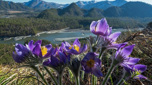 Горный Алтай подснежники