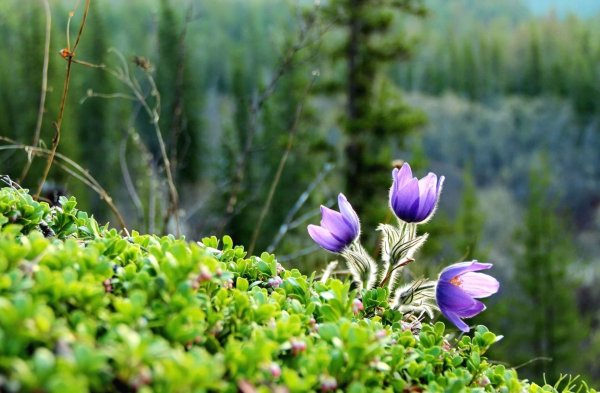 Подснежники Забайкалья