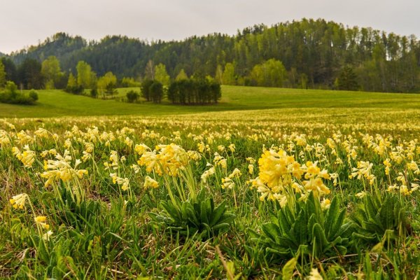 Примулы на Алтае цветы
