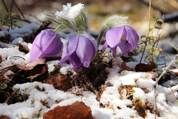 Подснежник Сибирский
