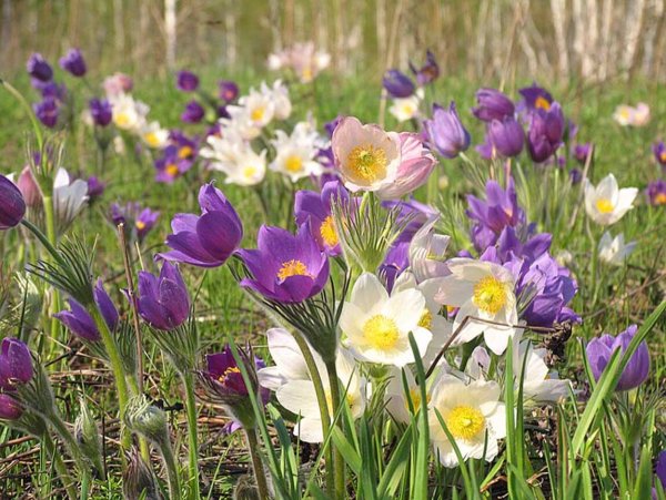 Сибирские полевые первоцветы