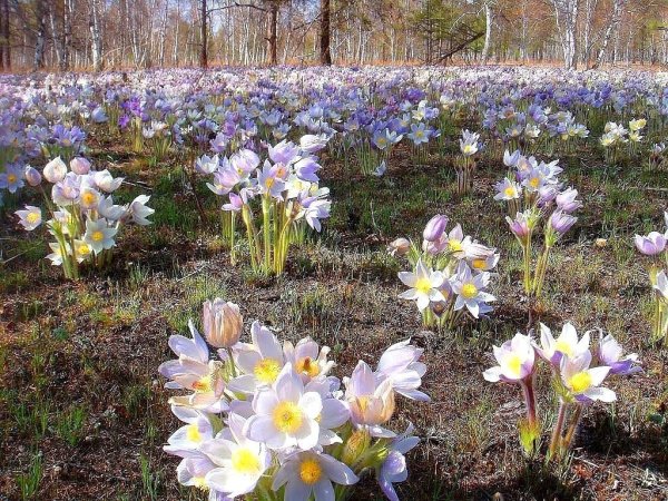 Подснежник Сибирский прострел