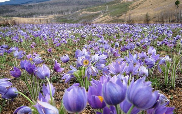 Ургульки Забайкалья