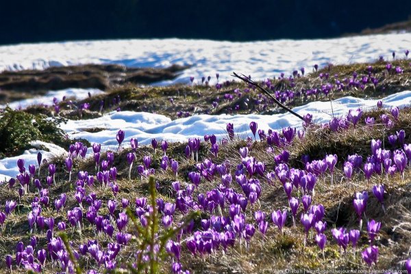 Северные весенние цветы