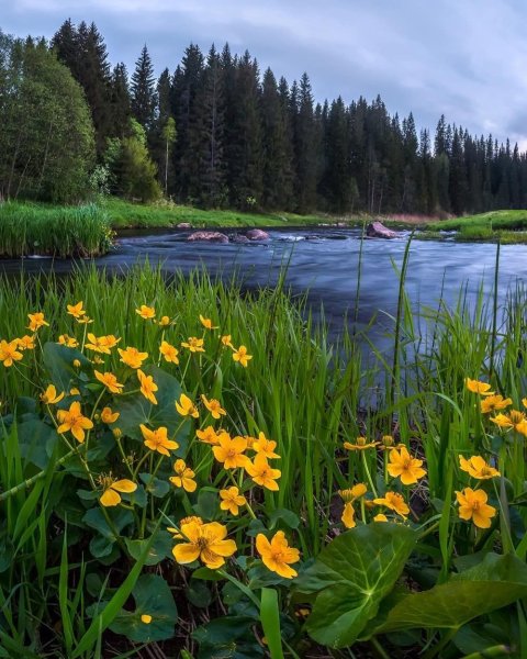 Федор Лашков Ленинградская область