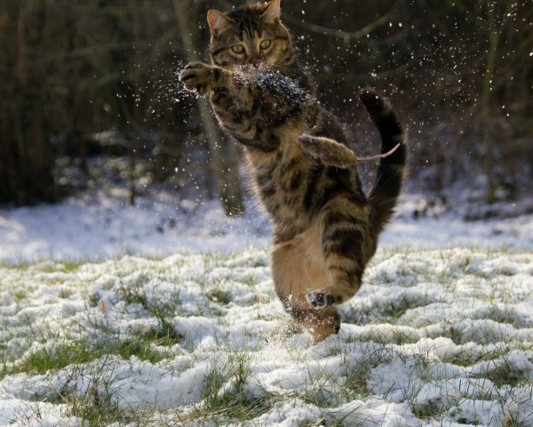 Котенок и Весна