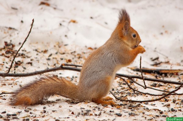 Белка в Курской области
