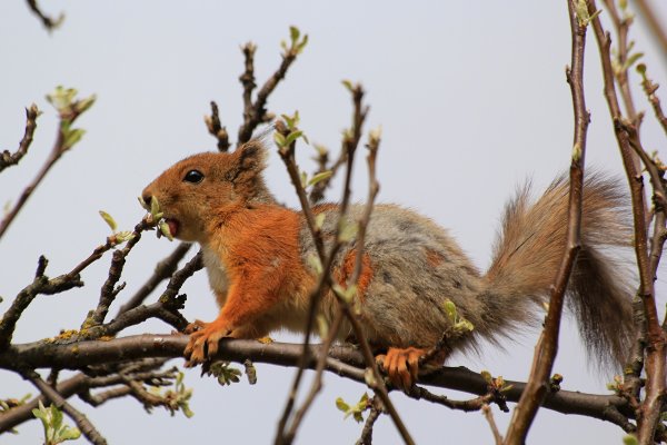 Белки в саду