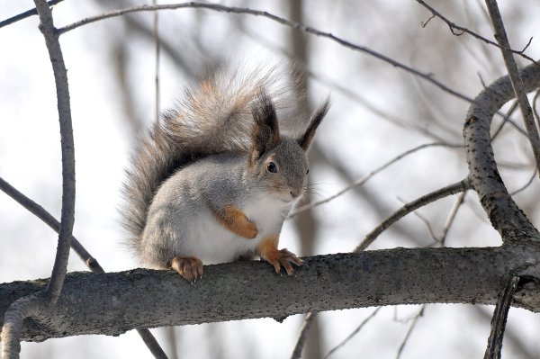 Белка Весна