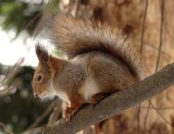 Белка Лесная