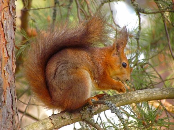 Белки весной в лесу