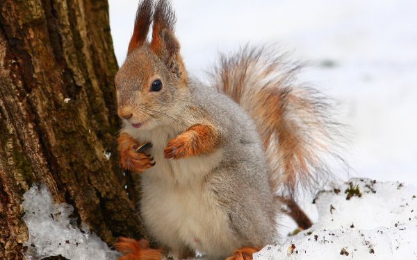 Ранняя Весна животные