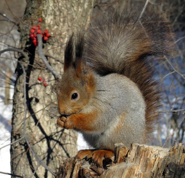Белки весной