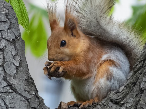 Белка весной