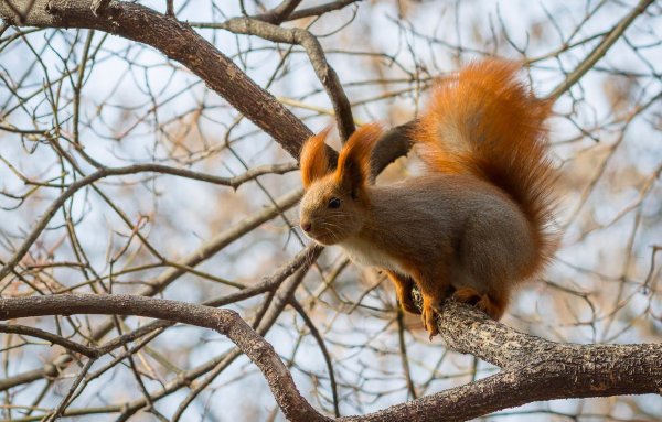 Белка зимой