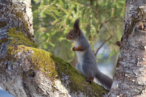 Лес белки Весна