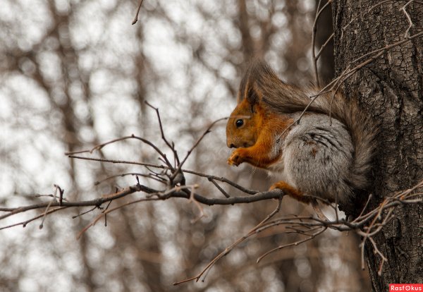 Белка в весеннем парке