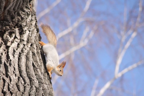 Белочки весной в парке
