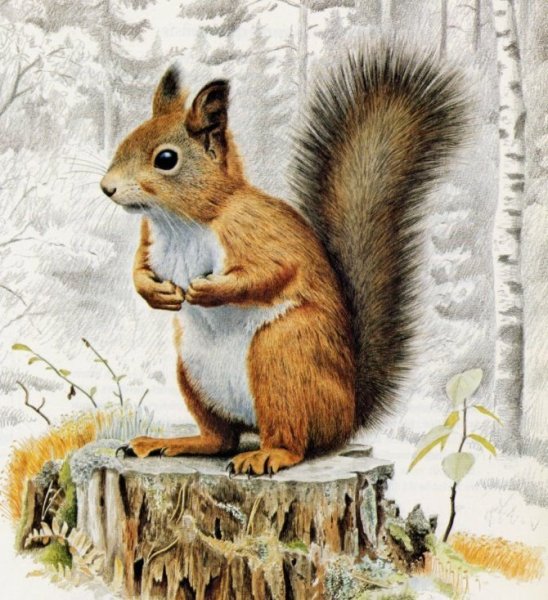 Алмазная мозаика Белочка