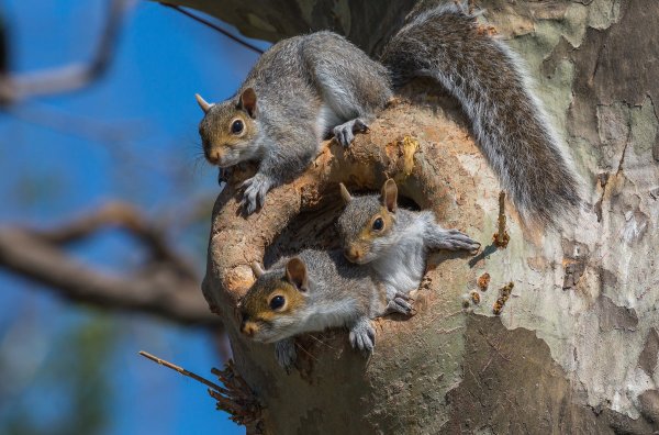 Белка Бельчонок бельчата