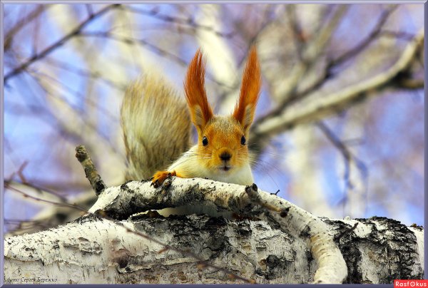 Звери весной в лесу