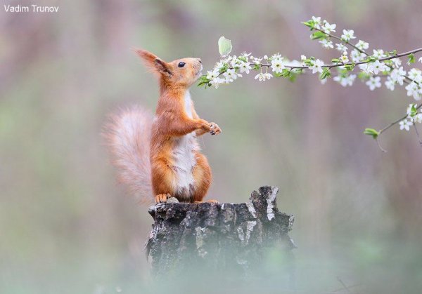 Трунов белки