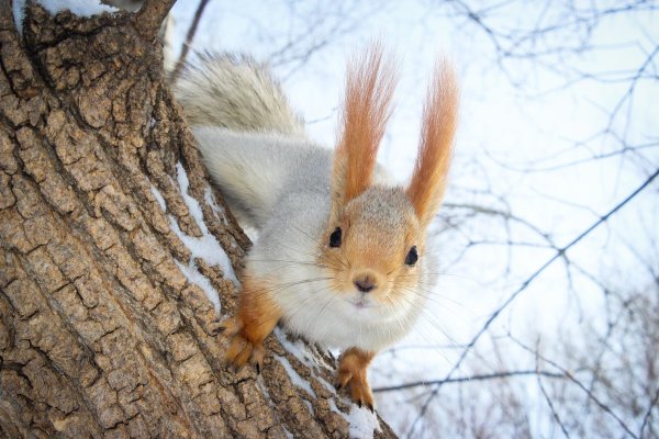 Белка зимой и весной