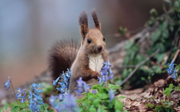 Животный мир Хоккайдо