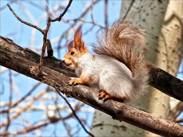 Информация о белке