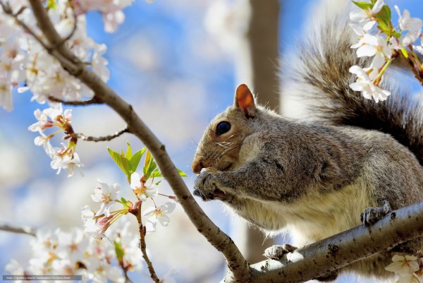 Белка Весна