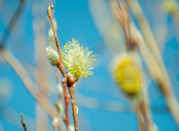 Яркое Весеннее солнце