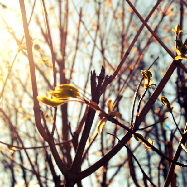 Теплая ранняя Весна