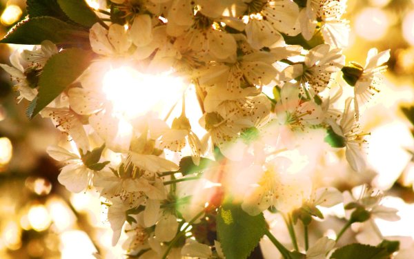 Цветущая яблоня в лучах солнца