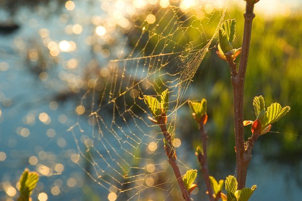 Солнечная Весна