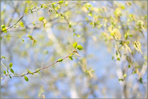 Весенний ветер