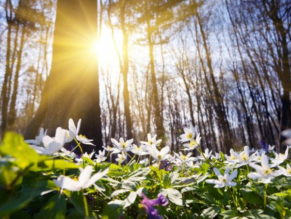 Весна солнце