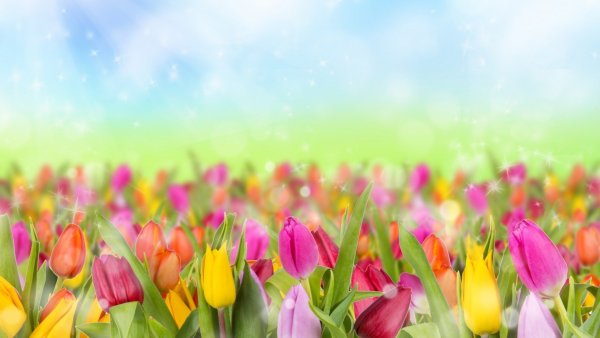 Яркие весенние цветы