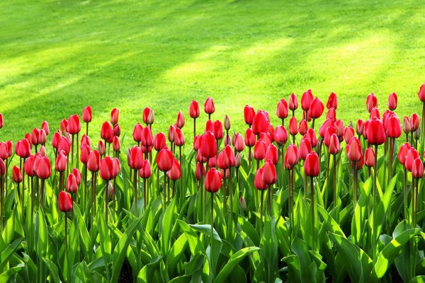 Красные тюльпаны