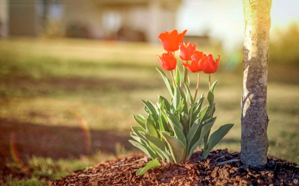 Тюльпан в земле