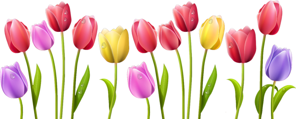 Тюльпаны в ряд без фона