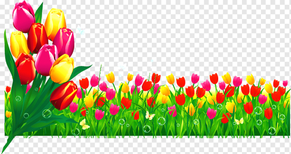 Тюльпан энкель оранжевый