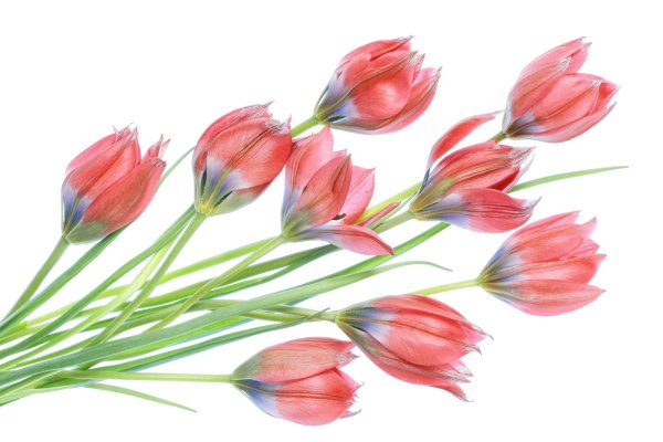 Цветы в технике правополушарного рисования для детей