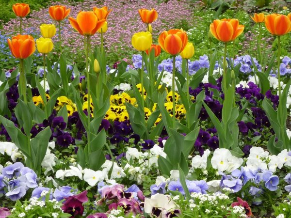 Аппликация тюльпаны