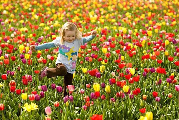 Клумба из луковичных схема непрерывного цветения из многолетников