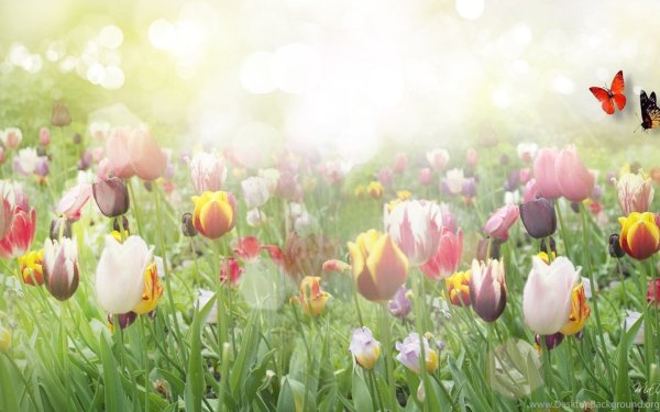 Тюльпан мультяшный