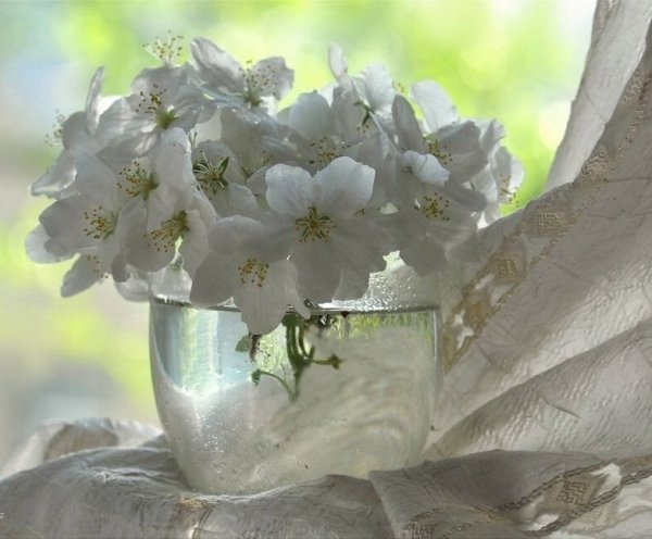 Весенняя нежность